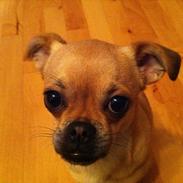 Blanding af racer Dolly