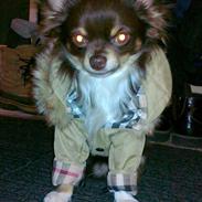Chihuahua High Fly Justin Time Valentino