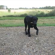 Labrador retriever Datsun