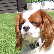 Cavalier king charles spaniel Spot