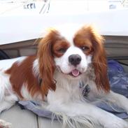 Cavalier king charles spaniel Spot