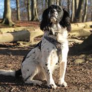 Field spaniel Apache Blue Magic, Figo!