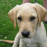 Labrador retriever Gustav
