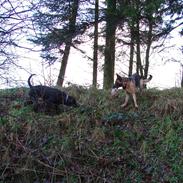 Schæferhund Rindums Uzi