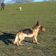 Schæferhund Rindums Uzi