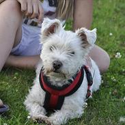 West highland white terrier Kimi 