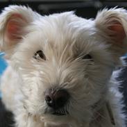 West highland white terrier Kimi 