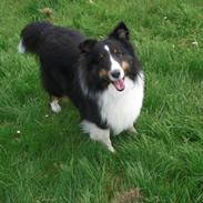 Shetland sheepdog Hesamas Black Frog