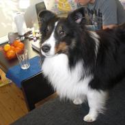 Shetland sheepdog Hesamas Black Frog