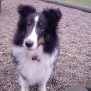 Shetland sheepdog Hesamas Black Frog