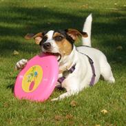 Jack russell terrier Gabbie