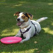 Jack russell terrier Gabbie