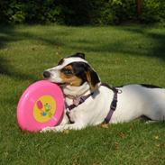 Jack russell terrier Gabbie