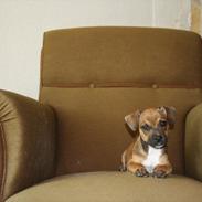 Blanding af racer Lillian