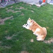 Islandsk fårehund Engill<3