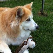 Islandsk fårehund Engill<3