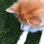 Islandsk fårehund Engill<3