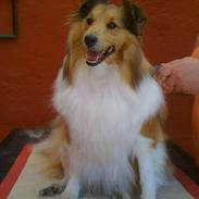 Shetland sheepdog Bella