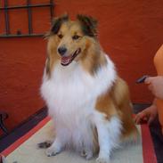 Shetland sheepdog Bella