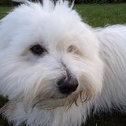 Coton de tulear Vivaldi
