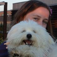 Coton de tulear Vivaldi