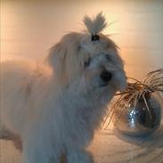 Coton de tulear Vivaldi