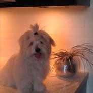 Coton de tulear Vivaldi