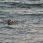 Golden retriever Scooby