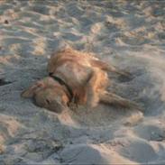 Golden retriever Scooby