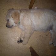 Golden retriever Scooby