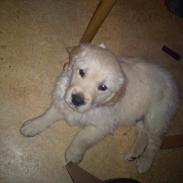 Golden retriever Scooby