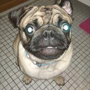 Mops Samson