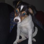 Dansk svensk gaardhund Bandit