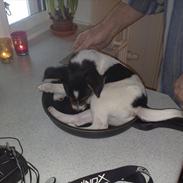 Dansk svensk gaardhund Bandit