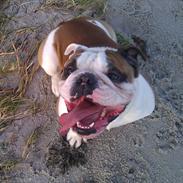 Engelsk bulldog Spike