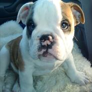 Engelsk bulldog Spike