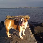 Engelsk bulldog Spike