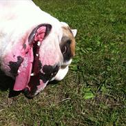 Engelsk bulldog Spike