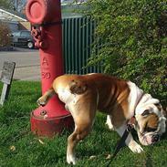 Engelsk bulldog Spike