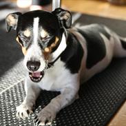 Jack russell terrier Bailey