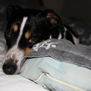 Jack russell terrier Bailey