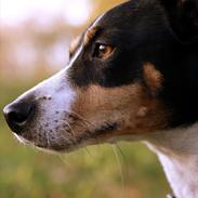 Jack russell terrier Bailey
