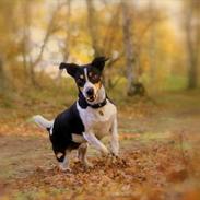 Jack russell terrier Bailey