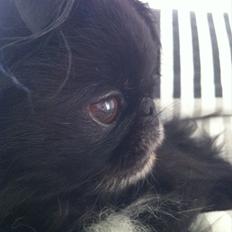 Blanding af racer Honey