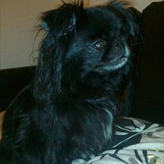 Blanding af racer Honey