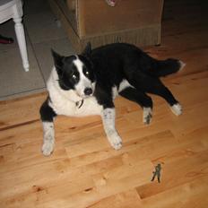 Karelsk bjørnehund Sille (himmelhund)