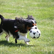 Cavalier king charles spaniel Birkedals Charlie *SOULMATE* <3
