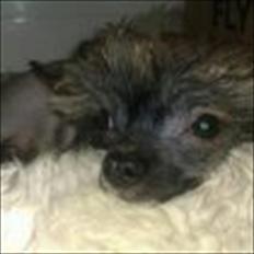 Chinese crested hårløs Alfi (Armani)  R.I.P.