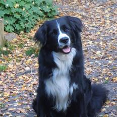 Blanding af racer Aslan [Bedste ven] ;* <3