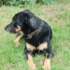 Blanding af racer Kovo <3